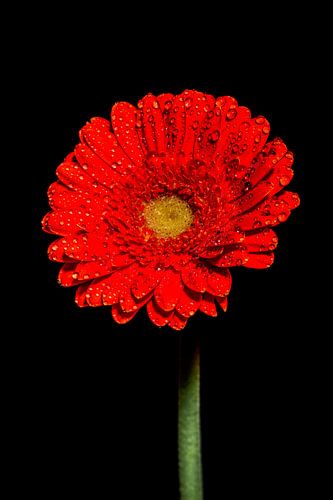 Bloem op zwarte achtergrond