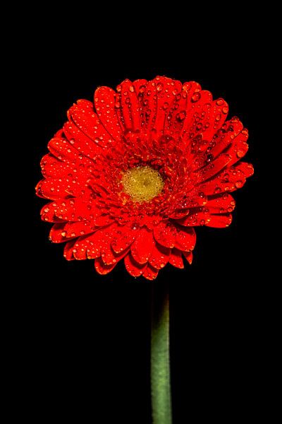 Flower on black background by Liberty Biesma