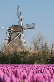 Ein Durchblick von Stephan Scheffer