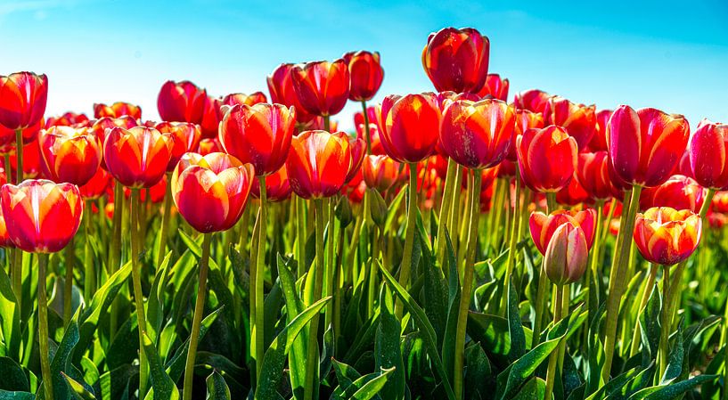 Close-up of red tulips against a blue sky by Ruurd Dankloff