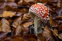 Mushroom, red with white dots