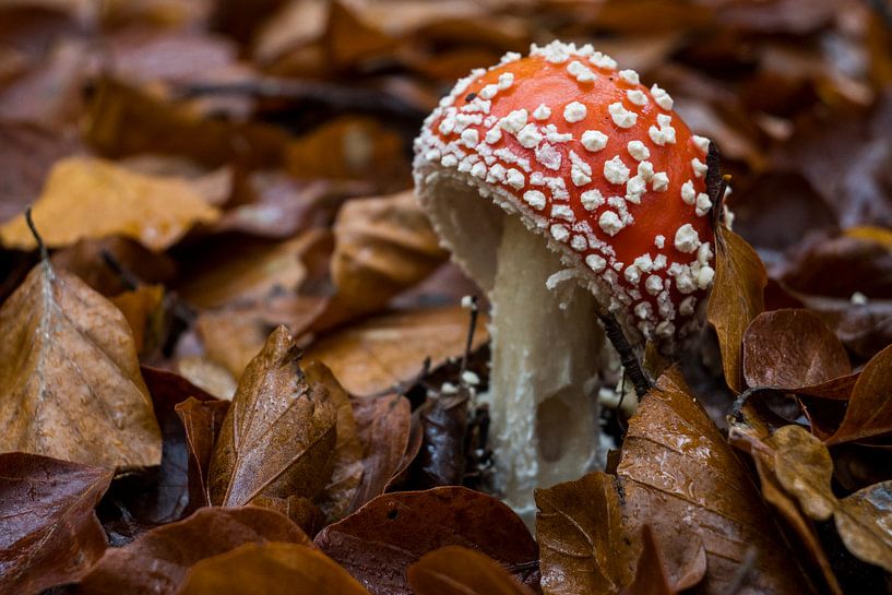 Mushroom, red with white dots by Fokelien Broekstra