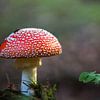 Fliegenpilz von Sergej Nickel