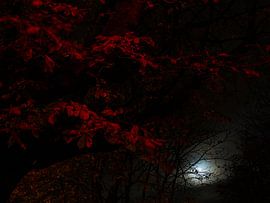 Maanlicht tussen de rode bladeren von Jan Kooreman