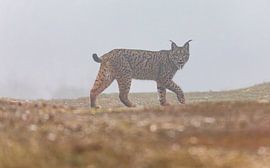 Iberian Lynx walking (3) by Lennart Verheuvel