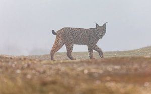 Marche de lynx ibérique (3)