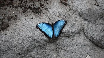 Blue Butterfly on Stone