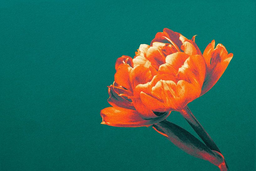 Tulip by vanMuis