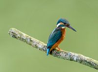 IJsvogel in Nederland