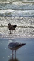 vogels aan zee