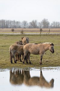 Gruppe wilder Konik-Pferde im Naturschutzgebiet Oostvaardersplassen