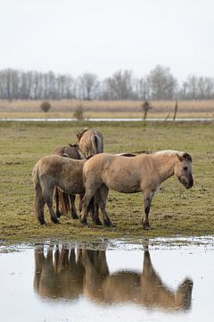 Groupe de chevaux sauvages Konik dans la réserve naturelle d'Oostvaardersplassen. sur Sjoerd van der Wal Photographie