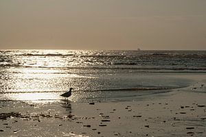 Seagull in setting sun.