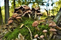 Een Paddenstoelenberg in het Bos