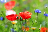 Blumenwiese