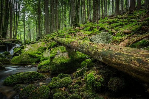 Alter Baum im Bayerischer Wald