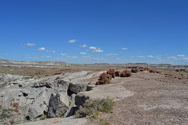 Petrified trees in Petrified Forest by Bernard van Zwol