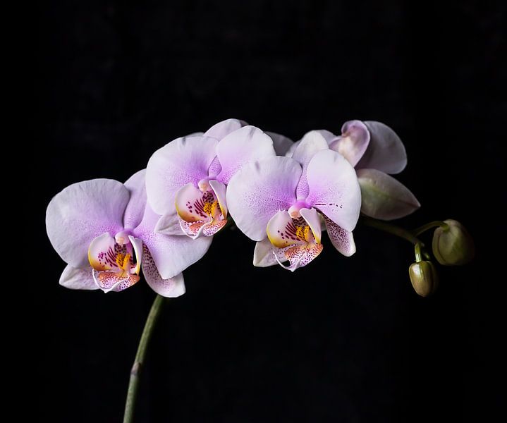 Roze orchideeën van Anouschka Hendriks