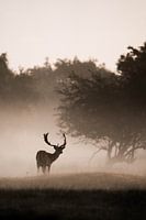 Damhirsch | Wildtiere | Waterleidingduinen | Niederlande