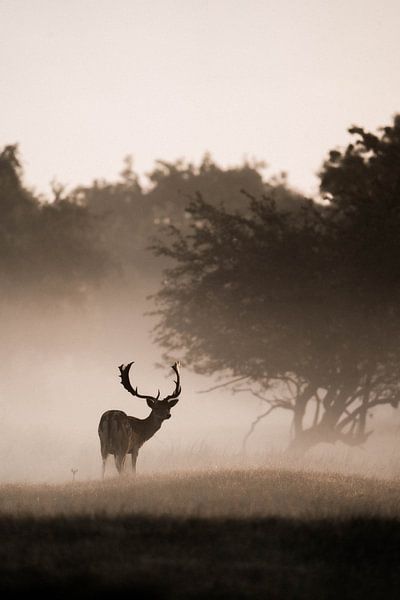 Damhirsch | Wildtiere | Waterleidingduinen | Niederlande von Inge Pieck