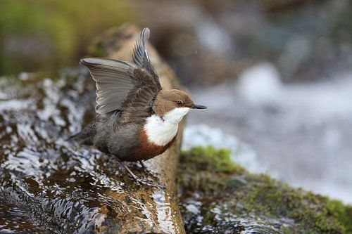 Dipper Allemagne