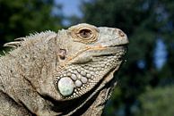 Grüner Leguan - Iguana iguana by Ingo Rasch thumbnail