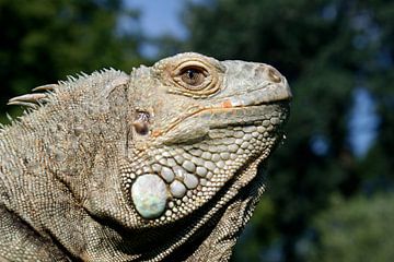 Grüner Leguan - Iguana iguana von Ingo Rasch