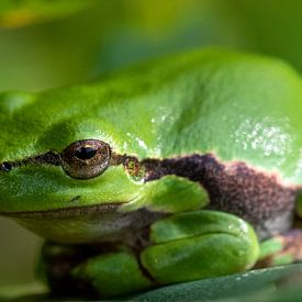Tree frog in the sun by Mark Dankers