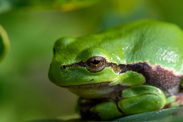 Tree frog in the sun