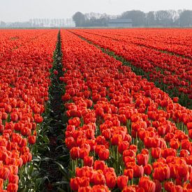 Tulpen von Cor Visser