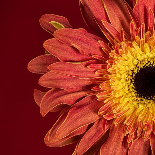 Square with warm, radiant colours: Natural warmth as wall decoration by Marjolijn van den Berg