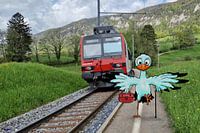 Trekvogel op zijn bestemming