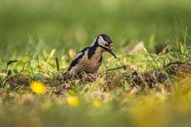 Pic épeichette dans la prairie sur Tobias Luxberg