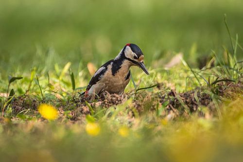 Grote bonte specht in de weide