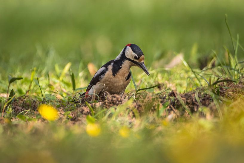 Pic épeichette dans la prairie par Tobias Luxberg