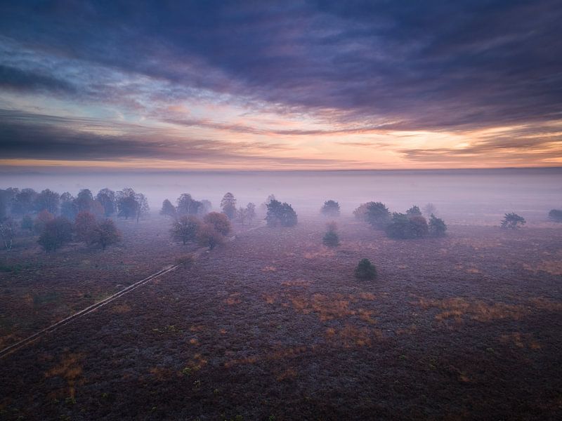 Purple Rain - Blühendes Heidekraut unter einem lila Himmel von Koen Boelrijk Photography