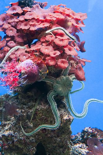Grijze zeester op roze koraal