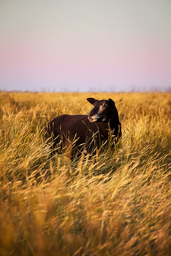 Sheep at sunset