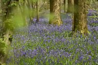Hallerbos met prachtige bluebells