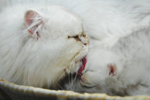 Pure liefde.