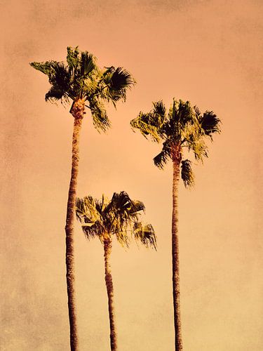 POPPY PALM-bomen nr. 4