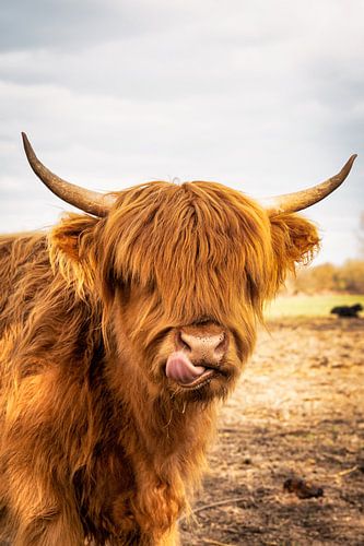 Highland-Cattle