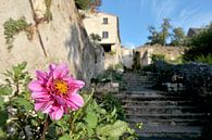 Roze bloem in Frans steegje van Blond Beeld thumbnail