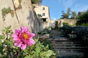 Fleur rose dans une rue française