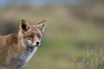 Red Fox ( Vulpes vulpes ), head portrait in front of a natural background van wunderbare Erde