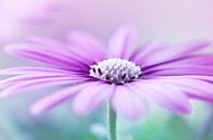 Paarse margriet van LHJB Photography thumbnail