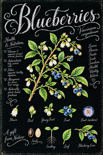 Blueberries – Vaccinium Corymbosum Botanical Study
