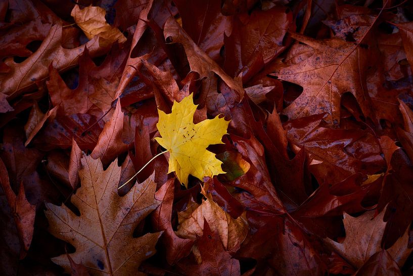 Teppich aus Herbstblättern von Jenco van Zalk
