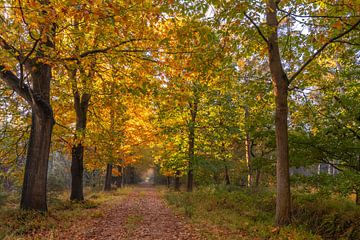 Der Herbst zeigt sich im Wald von Oisterwijk von seiner besten Seite. von Els Oomis