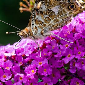 hungry butterfly by Dean Alberga